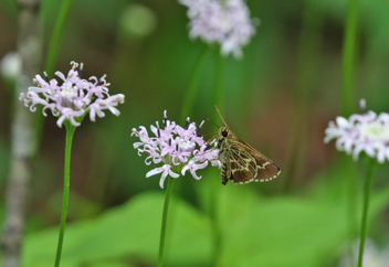 Lace-winged Roadside-Skipper